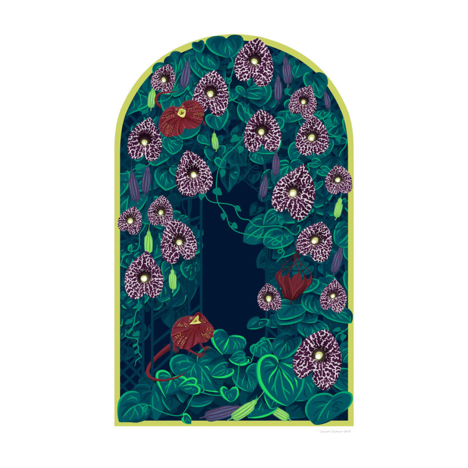 Illustration of frill-necked lizards running through an aristolochia elegans vine that is growing over a trellis by Emilee Seymour